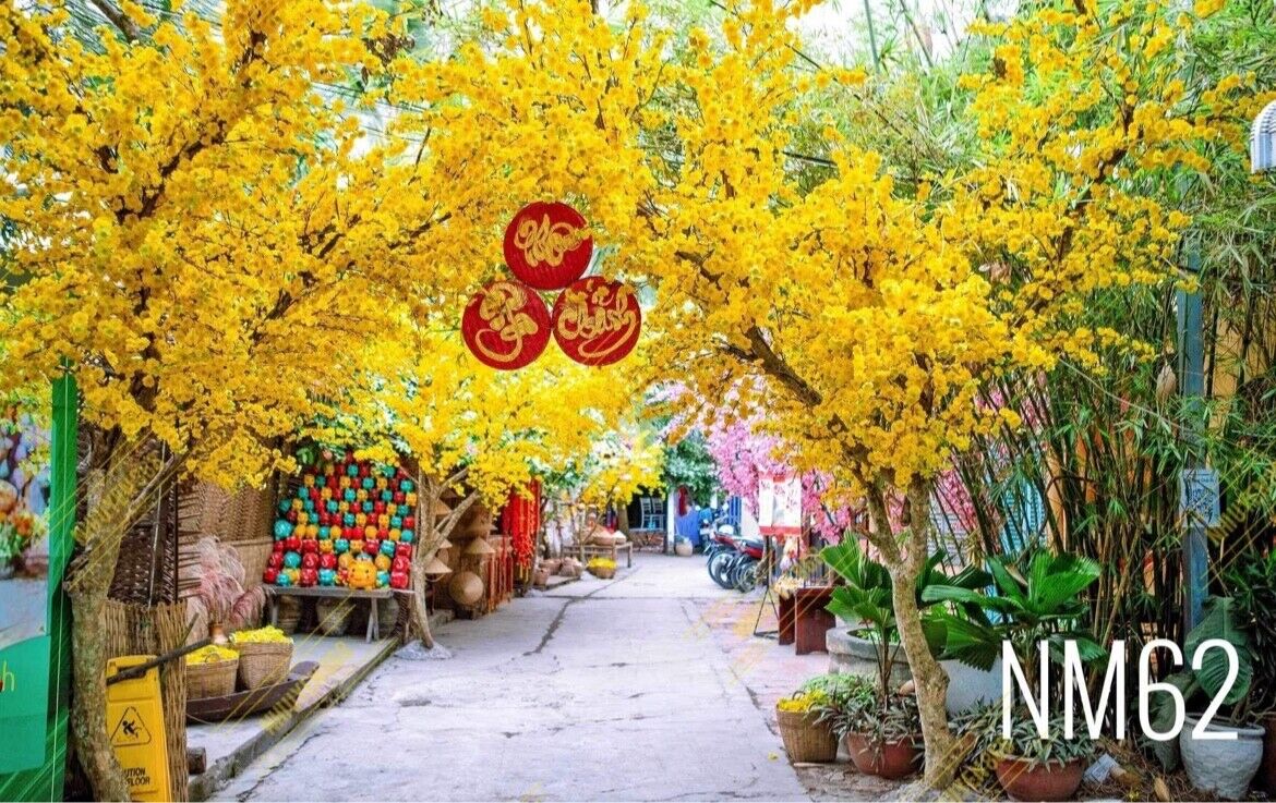 Tet- Lunar New Year backdrop